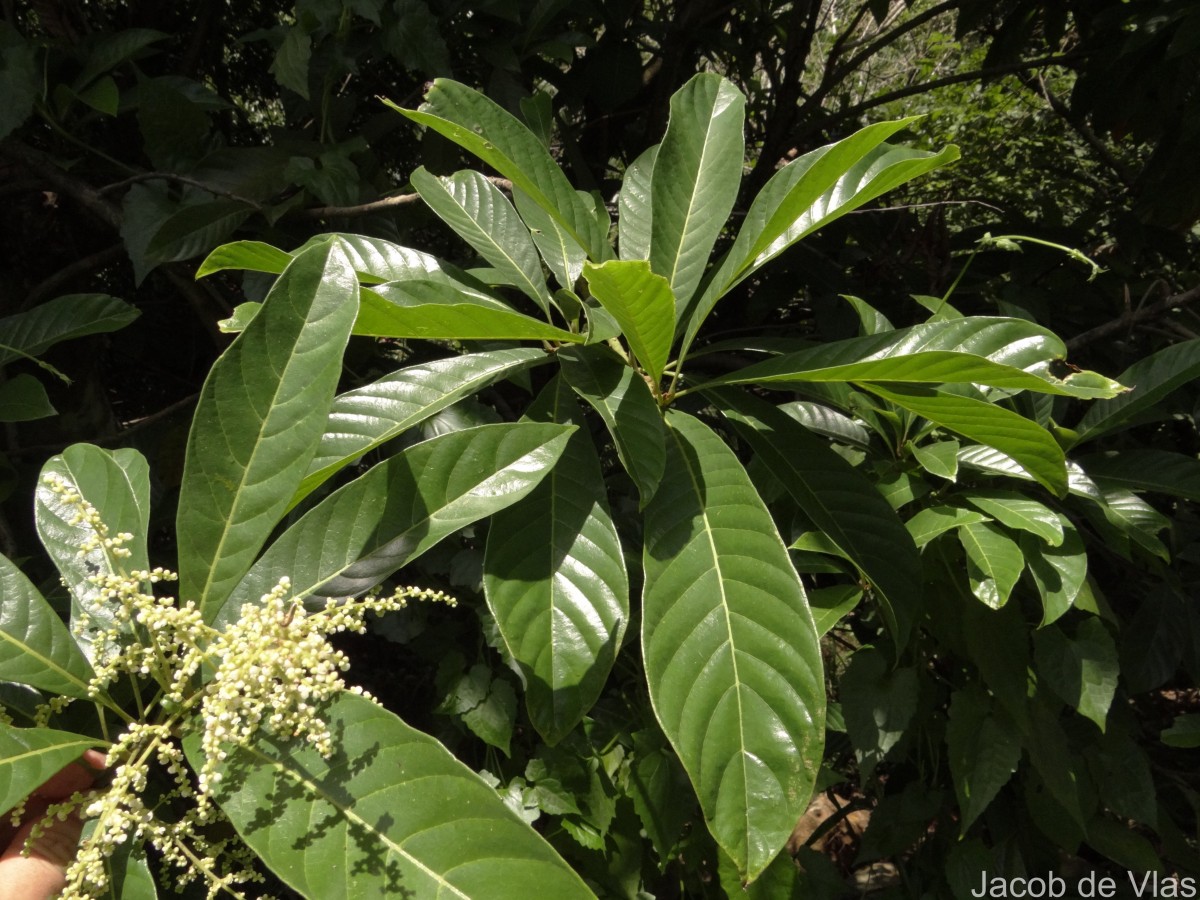 Meliosma simplicifolia (Roxb.) Walp.